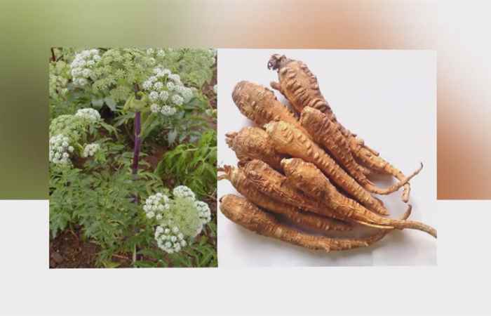 Sống khỏe 360 - Thảo dược Bạch chỉ chữa bệnh như thế nào?  29-12-2019